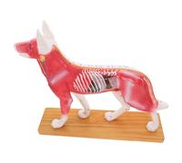 Hemobllo Canine Acupuncture Model for Students, Dog Body Acupuncture Point Teaching Tool, Veterinary Anatomical Training Model for Science Education