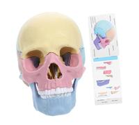 Hemobllo Detachable Human Skull Model Realistic Anatomy Skeleton Skull Model for Medical Teaching and Sized for Interactive Learning and Study