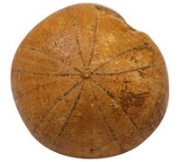 Hemobllo Durable Sea Urchin Sample Simulation Model for Teaching and Home Decoration, Mineral Material Specimen Suitable for Paleontology Education and Science Learning