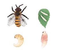 Hemobllo Honey Bee Growth Cycle Plastic Models Educational Cognitive for Biology Teaching Props