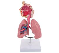 Hemobllo Human Respiratory Lung Model Teaching Tool Anatomical Model for Nursing and Health School Anatomy Lessons Classroom Physiology Education 10.63 X 4.72 X 4.72 in