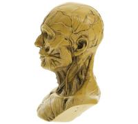 Hemobllo Human Skull Anatomical Model Half Human Model Resin Sculpture for Sketch Training and Artistic Anatomy Yellow Skull Head as Unique Graduation and Desk Ornament