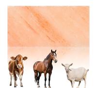 Hemobllo Natural Himalayan Salt Block for Sheep and Cattle, Nutrient Supplements and Improving Feed Utilization, Sturdy Salt Lick Brick for Farm Use and Animal Health