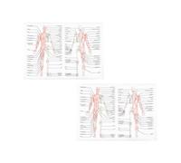 HEMOTON 2pcs Human Dissection Anatomy Poster for School and Classroom Teaching, Easy to Read Synthetic Material Educational Body Skeletal Muscle Chart