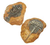HEMOTON 2Pcs Lifelike Fossil Decor for Reptile Terrarium DIY Landscape Ornaments for Pets Enhanced Natural Habitat for Lizards and Spiders Durable and Stain Resistant