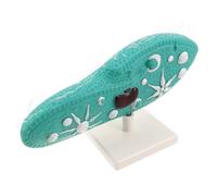 HEMOTON Anatomical Paramecium Model with Stand, Microscopic Life Biology Learning Model for Science Class and Gcse Biology Student Laboratory Teaching