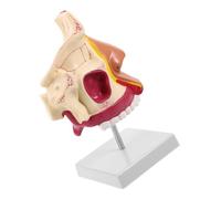 HEMOTON Nasal Cavity Anatomy Model for Teaching and Educational Settings, Plastic and Metal Human Nose Structure with Stand, for Science Class Display and Tactile Recognition
