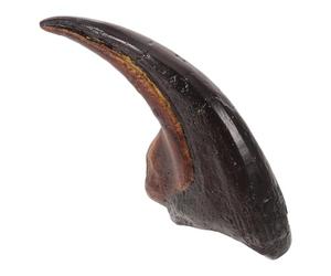 HEMOTON Realistic Resin Dinosaur Claw Teaching Display Model for School Labs and Dinosaur Skeleton Model Collections, Prehistoric Animal Claw Copy Suitable for Teachers and Learners