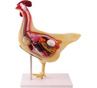 Hen Anatomy Model, Animal Anatomy Models for Teaching, Detachable Simulation Chicken Organ Anatomy Model, Half-face Cross-section Dissecting The Internal Organs, for Veterinary Study Teaching