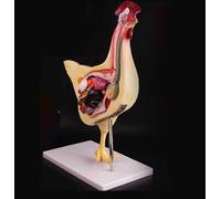 Hen Anatomy Models 3D Detachable Chicken Anatomical Model for Veterinary Practice and Teaching Organ Visceral Muscle Nerve Poultry Veterinary Study Animal Anatomy Specimen