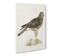 Hen Harrier By Von Wright Canvas Print | Gallery Wrapped 30mm Frame Wall Art | 30x20 inches | Ready to Hang | Retro Picture | Living Room Bedroom Lounge Office