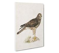 Hen Harrier by Von Wright Canvas Print | Gallery Wrapped 30mm Frame Wall Art | 30x20 inches | Ready to Hang | Modern Picture | Living Room Bedroom Lounge Office