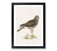 Hen Harrier by Von Wright Framed Print | A2 Black Framed Wall Art | Ready to Hang | Modern Nature Picture | Living Room Bedroom Lounge Office