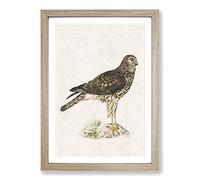 Hen Harrier by Von Wright Framed Print | A2 Oak Framed Wall Art | Ready to Hang | Modern Nature Picture | Living Room Bedroom Lounge Office