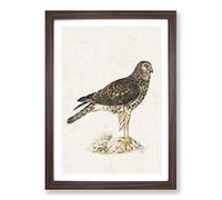 Hen Harrier by Von Wright Framed Print | A2 Walnut Framed Wall Art | Ready to Hang | Modern Nature Picture | Living Room Bedroom Lounge Office