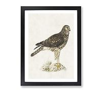 Hen Harrier By Von Wright Vintage Framed Print | A2 Black Framed Wall Art | Ready to Hang | Classic Nature Picture | Living Room Bedroom Lounge Office