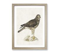 Hen Harrier By Von Wright Vintage Framed Print | A4 Oak Framed Wall Art | Ready to Hang | Classic Nature Picture | Living Room Bedroom Lounge Office