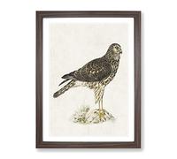Hen Harrier By Von Wright Vintage Framed Wall Art Print, Ready to Hang Picture for Living Room Bedroom Home Office Décor, Walnut A3 (34 x 46 cm)
