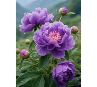 Henypt Cross Stitch Kits for Kids Beginners Purple Peony 14Ct Pre Printed DIY Handmade Embroidery with Printed Pattern Needlework Sewing Craft for Home Decoration 60x80cm