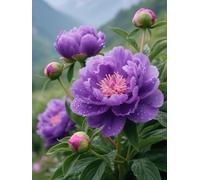 Henypt Cross Stitch Starter Kits for Kids Purple Peony 14 Count Pre Printed Handmade Embroidery Sewing Set Needlepoint with Accessories Needlework for Home Wall Decoration 30x40cm