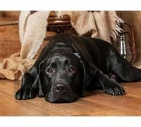 Henypt Embroidery Bead Kit Black Labrador Lying On The Ground - 9Ct Cross Stitch Bead Embroidery Set, Pre-Printed Cloth with Beads & Needle, DIY Craft Kit for Beginners & Adults (No Frame)