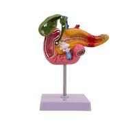 Hepatobiliary Pancreas Model with Gallstones - Gallbladder Surgery Training Kit - Medical School Teaching Aid for Gastroenterology & Digestive System Biology