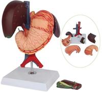 Hepatopancreatic Duodenal Section Model Duodenal Anatomical Model Anatomical Model of Human Internal Organs for Learning and Teaching Medical Model,Medical Model