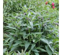 Herb Comfrey 1 Seed Packet - Thompson & Morgan