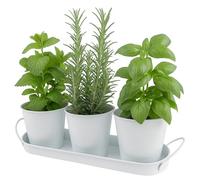Herb Garden Planter Set - 3-Pcs Set Galvanized Metal Herb Planters for Indoors Plants with Tray - Indoor Plant Pots for Apartment Window, Balcony, Garden - Potting Pots for Herbs and Flowers