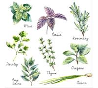 Herb Wall Decals Stickers Peel and Stick,Kitchen Stickers Decals for Cabinet Peel and Stick,Herb Art Decor for Kitchen