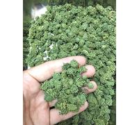 Herbal Flower Tea Dried Sanchi Tea 三七花 田七花 Free worldwide AIR MAIL (250 grams)