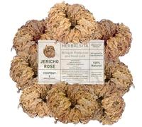 Herbalista - 8 Pack Large (2.5'' -3.5'') - Premium Rosa de Jericó (Resurrection Plant) - Jericho Flower Symbol of Prosperity & Abundance, Ideal for Home Decor & Spiritual Healing