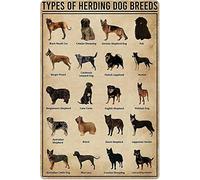 Herding Dog Knowledge Metal Tin Sign Types Of Herding Dog Breeds Retro Poster Plaque for School Pet Shop Cafe Bedroom Bathroom Kitchen Home Art Wall Decoration 8x12inch