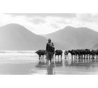 Herdsmen drive cattle on the beach-8000-Piece Adult Puzzle Game - Suitable for Relaxation, Meditation, and Educational Play 14 years+