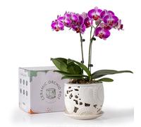 HERDUK Ceramic Orchid Pot, Orchid Pots with Drainage Holes & Saucer 6.5 Inch,Orchid Pot for Repotting Indoor, Orchid Containers with Precise Aeration & Drainage
