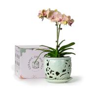 HERDUK Ceramic Orchid Pot, Orchid Pots with Drainage Holes & Saucer 6.5 Inch,Orchid Pot for Repotting Indoor, Orchid Containers with Precise Aeration & Drainage Mint Green