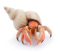 Papo - Realistic Hermit Crab Figure - Ages 3+ - Marine Life Collection - Educational Play Ocean Discovery - Gift Idea Toy for Girls and Boys