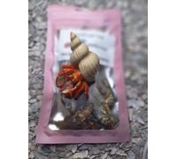 Hermit Crab Food, 5 Dried Fish, Food and Bites Treats