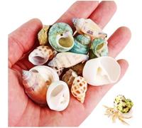 Hermit Crab Shells Natural Sea Conch Turbo Seashells Turbo Shells for Small Medium and Large Crabs Hermit Crab Accessories Small Set