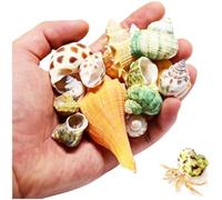 Hermit Crab Shells Natural Sea Conch Turbo Seashells Turbo Shells for Small Medium and Large Crabs Hermit Crab Accessories Large Set