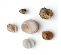 Hermit Crab Shells Pack of 6 - Natural Mixed Size Replacement Shells with 0.5-1.5 cm Openings - Spare Homes for Small & Medium Hermit Crabs - Cleaned Real Sea Shells for Crabitat