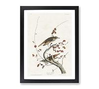 Hermit Thrush Birds By John James Audubon Vintage Framed Print | A3 Black Framed Wall Art | Ready to Hang | Classic Nature Picture | Living Room Bedroom Lounge Office