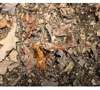 HerpZoo Detrivore Nutrition & Substrate Additive 3L Millipedes, Springtails, Isopods, Snails Edible Hardwood & Leaf-Based Ecosystem Support With Micro Nutrients