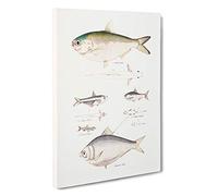 Herring Fish Illustrations by John Edward Gray Canvas Print | Gallery Wrapped 30mm Frame Wall Art | 30x20 inches | Ready to Hang | Modern Animals Picture | Living Room Bedroom Lounge Office