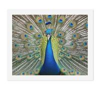 HETVBNS DIY Digital Painting by Numbers Kit for Adults Beginners - Beauty Peacock Paint by Numbers Kits, DIY Acrylic Painting on Canvas for Home Decor 40x50cm