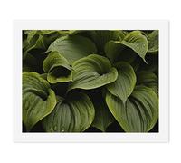 HETVBNS DIY Digital Painting by Numbers Kit for Adults Beginners - Moist Hosta Leaves Paint by Numbers Kits, DIY Acrylic Painting on Canvas for Home Decor 30x40cm