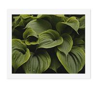 HETVBNS DIY Digital Painting by Numbers Kit for Adults Beginners - Moist Hosta Leaves Paint by Numbers Kits, DIY Acrylic Painting on Canvas for Home Decor 60x75cm