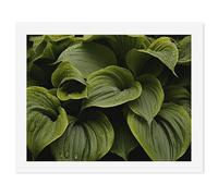 HETVBNS DIY Digital Painting by Numbers Kit for Adults Beginners - Moist Hosta Leaves Paint by Numbers Kits, DIY Acrylic Painting on Canvas for Home Decor 50x65cm