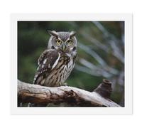 HETVBNS DIY Digital Painting by Numbers Kit for Adults Beginners - Wild Owl Birds Paint by Numbers Kits, DIY Acrylic Painting on Canvas for Home Decor 40x50cm