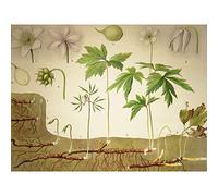 Heubach Anemone Nemorosa Botanical Illustration Large Wall Art Poster Print Thick Paper 18X24 Inch
